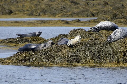 Seals at Ytri Tunga